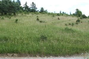 Valaská Belá-Škrípov - biotop.
